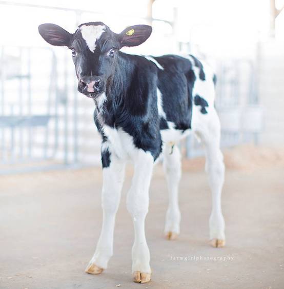 http://www.semex.com/images/news/1401742368/FlameCalf.jpg